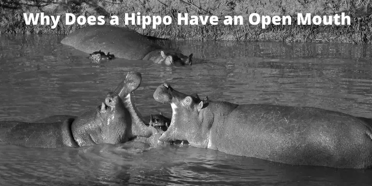 why does a hippo have an open mouth