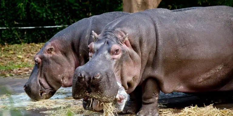 Are hippos omnivores