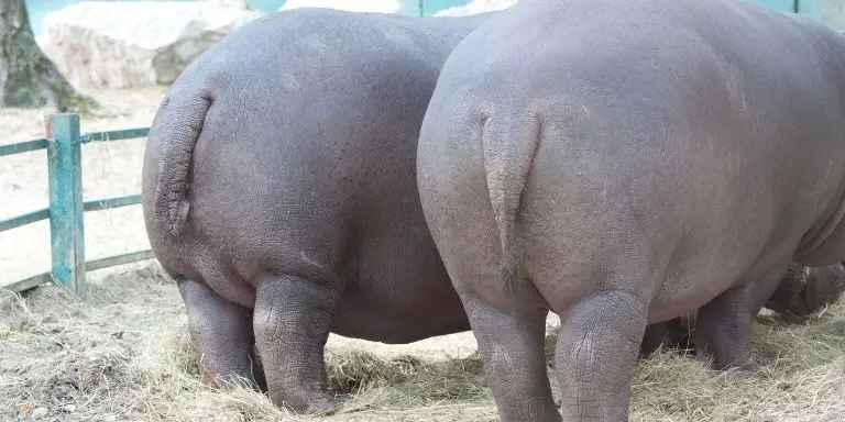 The back side of two hippopotamuses