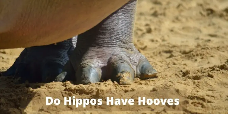 Do Hippos Have Hooves