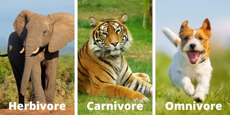 Example of Herbivore, carnivore, and omnivore