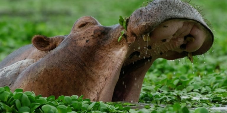 Hippo Yawn