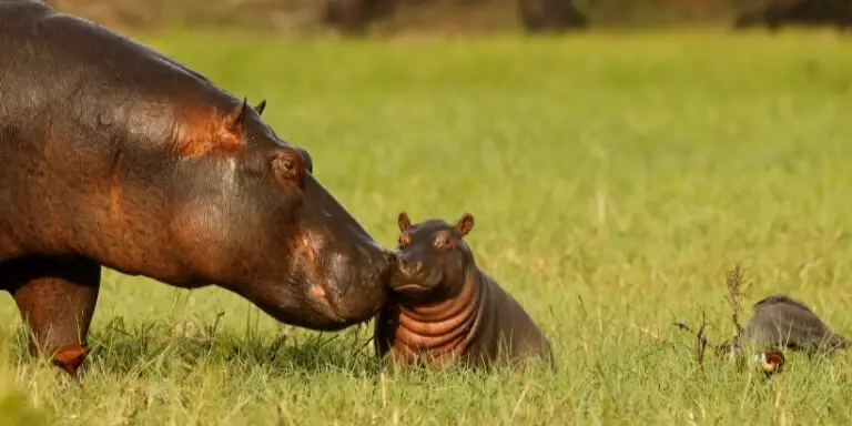 Hippo adores her baby