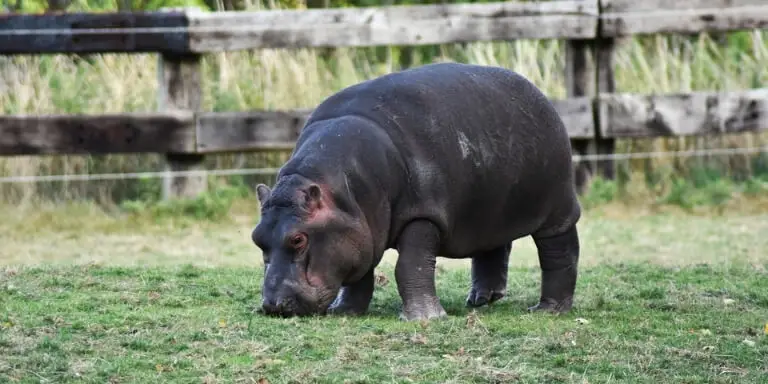 Hippo looking for food