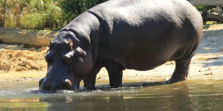 Hippopotamus drinks water