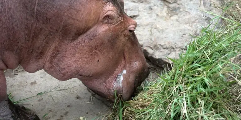 Hippopotamus eats grass