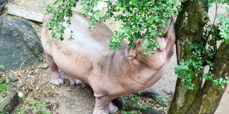 Hippopotamus feet