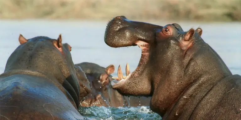 Hippopotamus herd