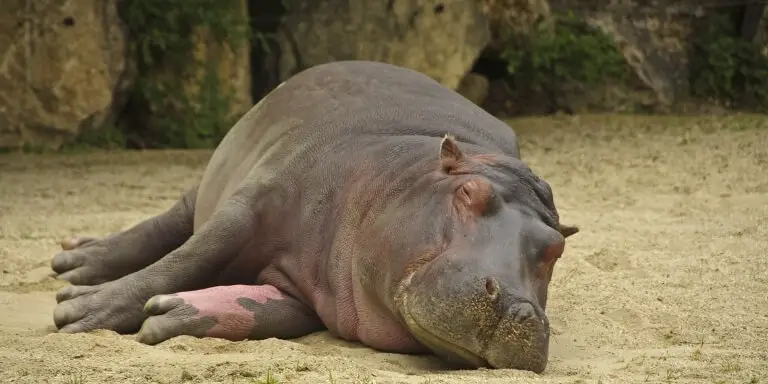Hippopotamus sleeping