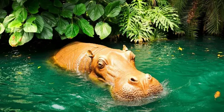 Hippopotamus snorting in water