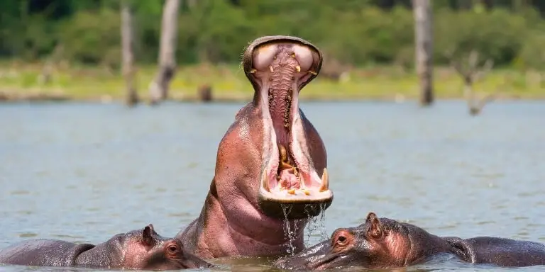 Hippopotamus yawn