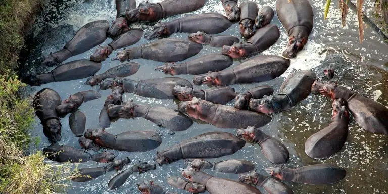 Hippos Herd