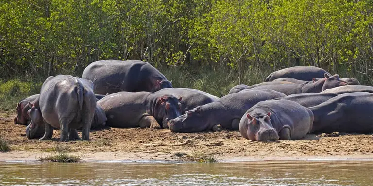 How Long Does a Hippo Stay Pregnant