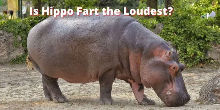 How do hippos fart