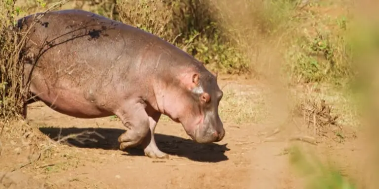 Interesting facts about hippos