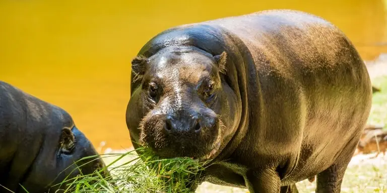 Pygmy hippo eats grass