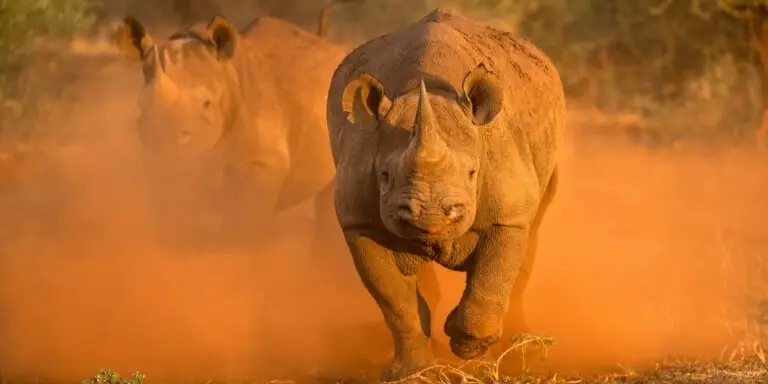 Rhino charging in safari
