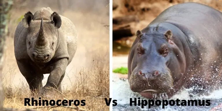 Rhino vs hippo
