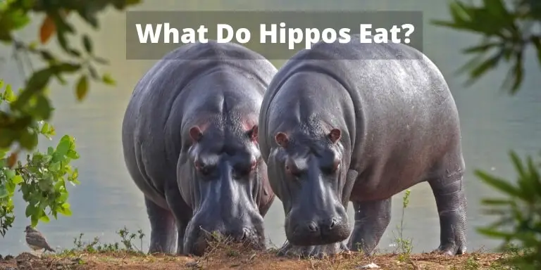 What Do Hippos eat