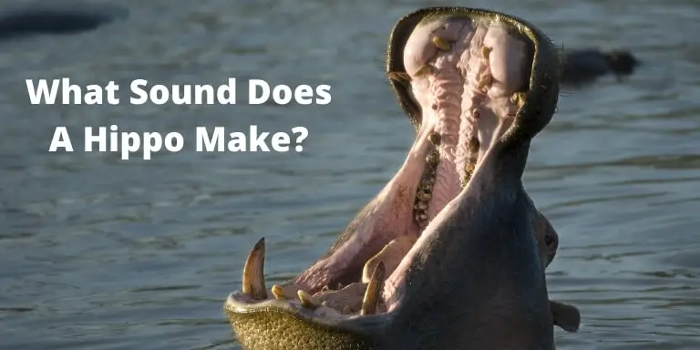 What Sound Does A Hippo Make