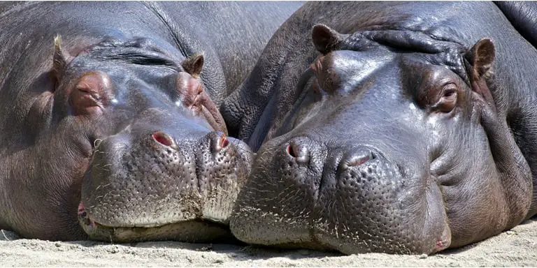 Where do hippos mate