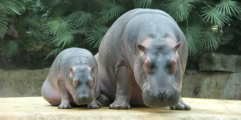 baby hippopotamus with mother
