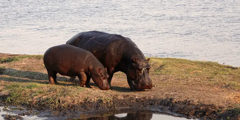 calf searching for food with mother