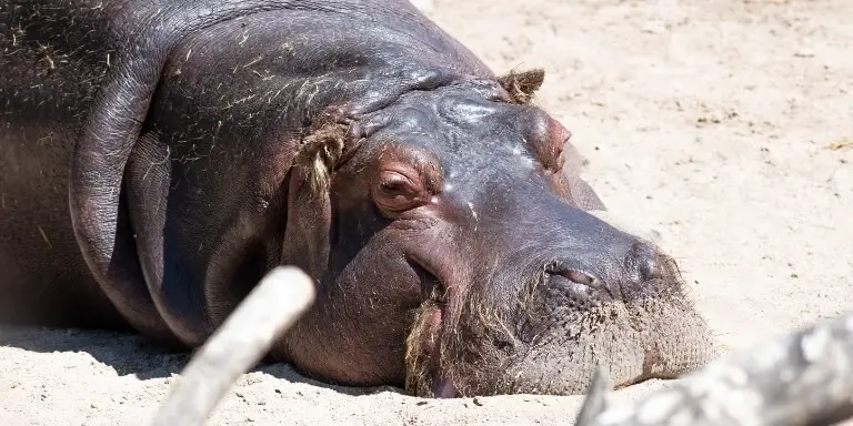hippopotamus resting on sand