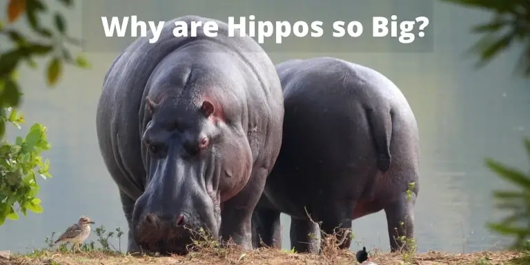 why are hippos so big