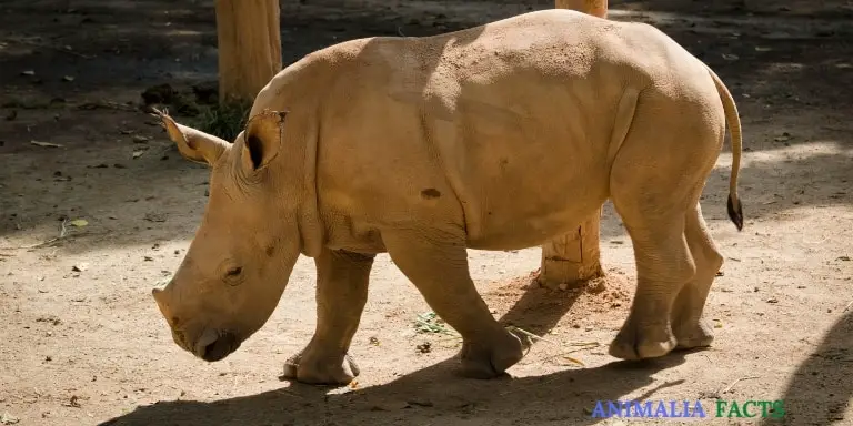 How Long Do Rhinos Live? Rhino Life Cycle Explained