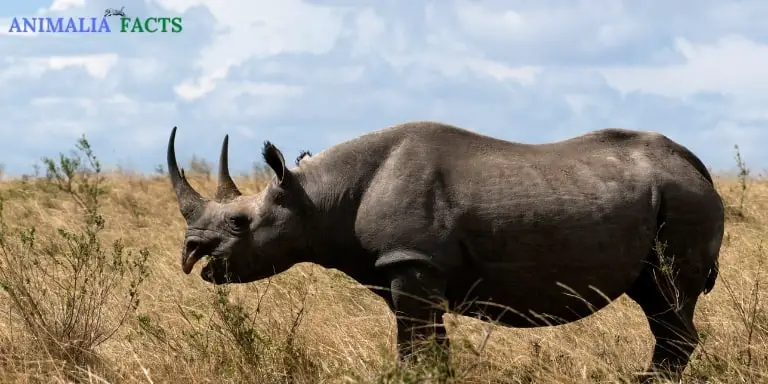 Black Rhinoceros