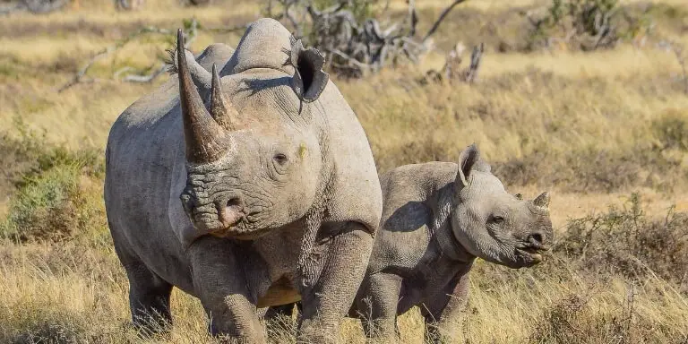 Black rhino and calf