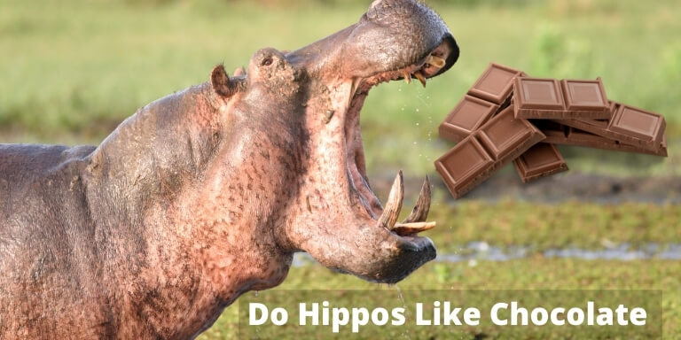 Do Hippos Like Chocolate