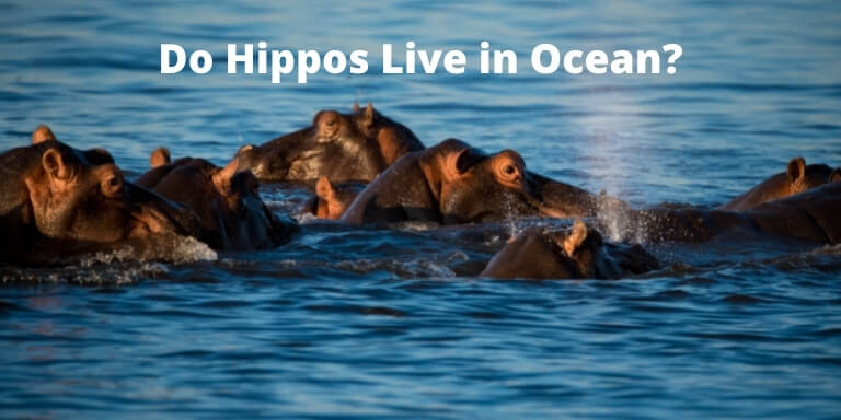 Do Hippos Live in Ocean