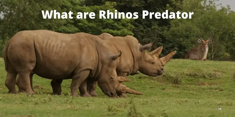 Do rhinos have predator