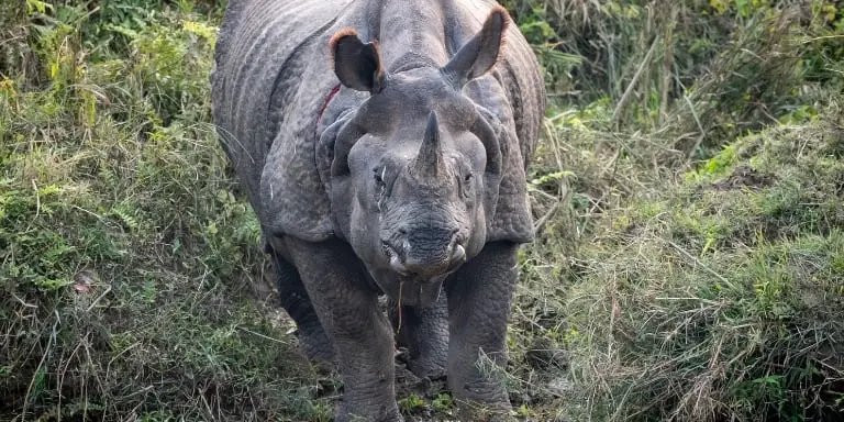 Greater one horned rhinoceros