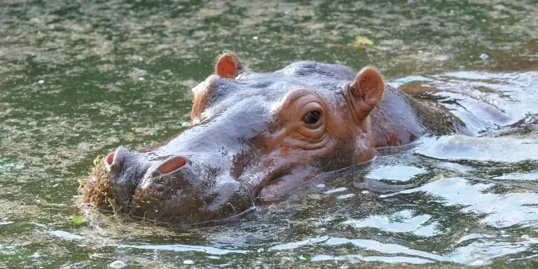 Hippo Habitat
