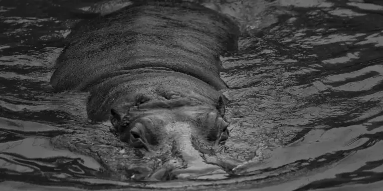 Hippo swimming in the river