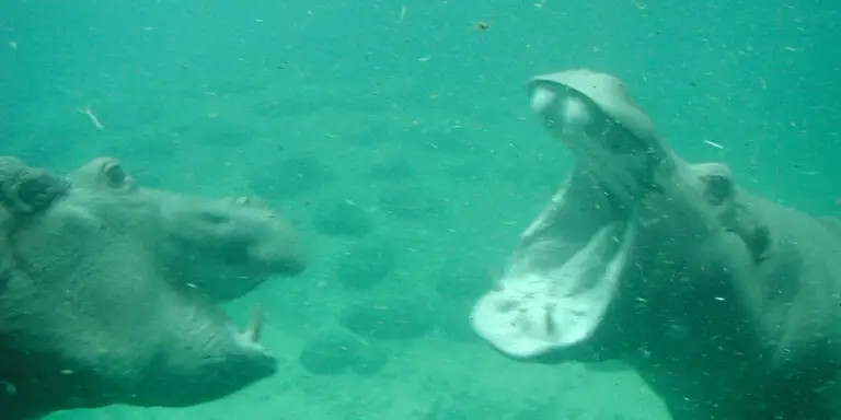 Hippopotamus underwater