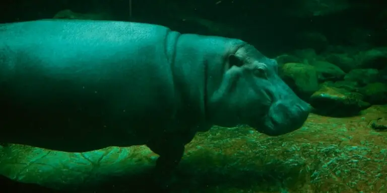 Hippo walks underwater