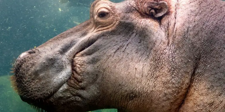 Hippopotamus swimming underwater