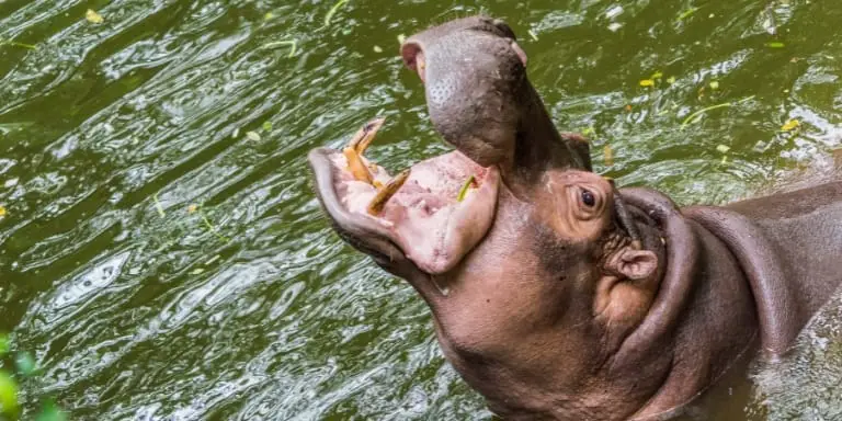 Hippopotamus