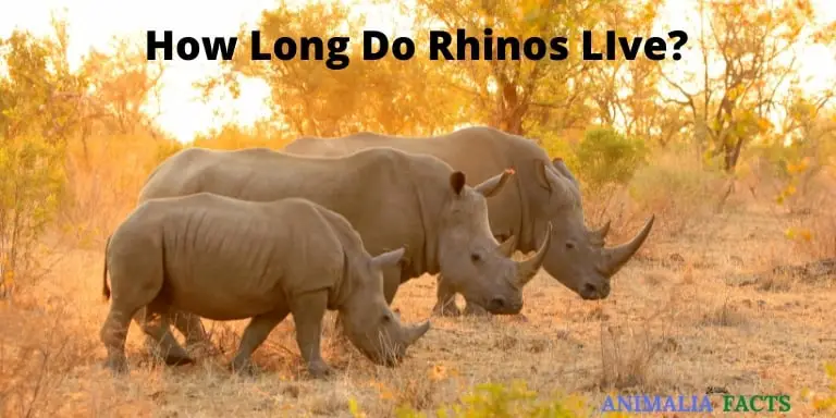 How Long Do Rhinos LIve