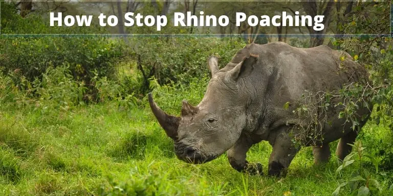 How to Stop Rhino Poaching