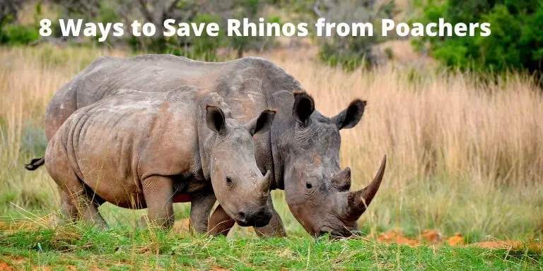 How to save rhinos