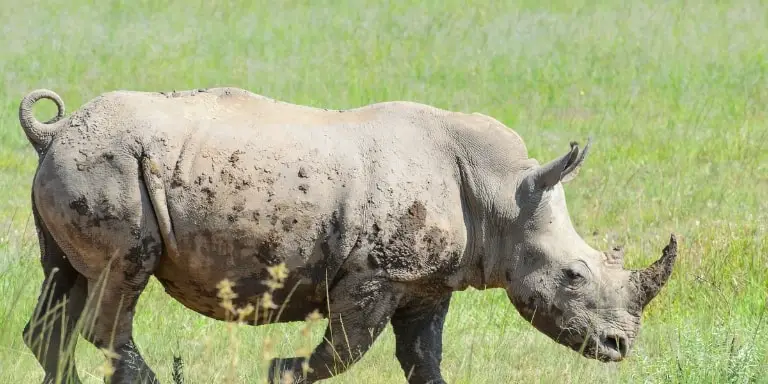 How to survive a rhino attack