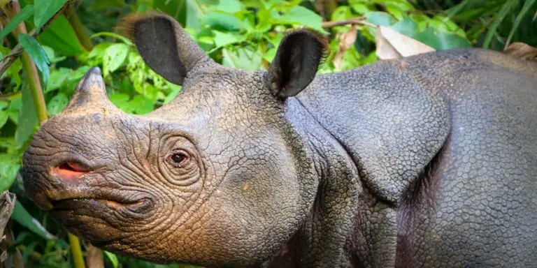 Javan Rhino