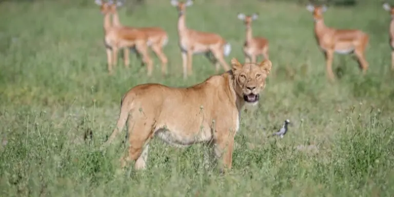 Lion herd