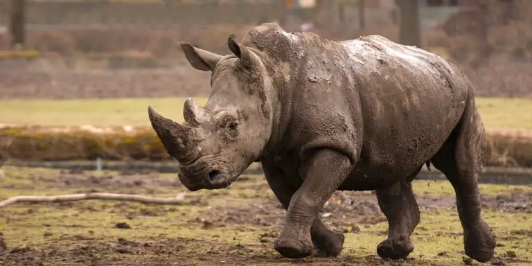 Majestic Animal- Rhinoceros