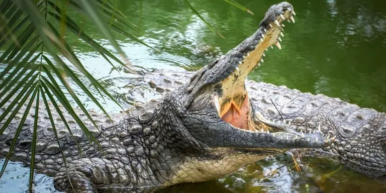 Nile crococdile
